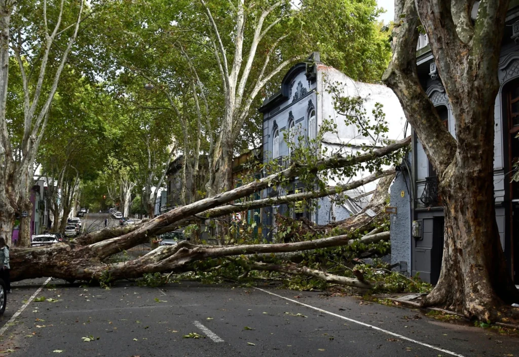 Un fallecido, árboles caídos y calles cortadas: vientos del ciclón extratropical causaron estragos