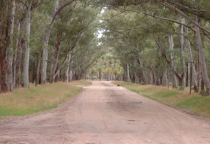 Alertan por tala de árboles e impacto sonoro de espectáculos por carpa que instalarán en Parque Roosevelt